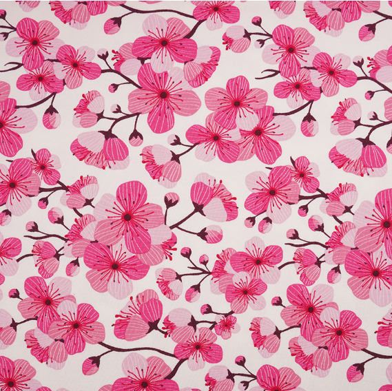 pink cherry blossoms on white background